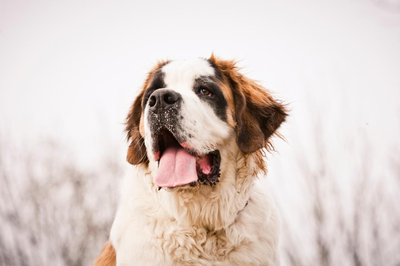 9 Best Dry Dog Foods for Saint Bernards 9 Best Dry Dog Foods for Saint Bernards