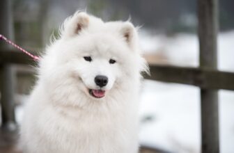 9 Best Dry Dog Foods for Samoyeds