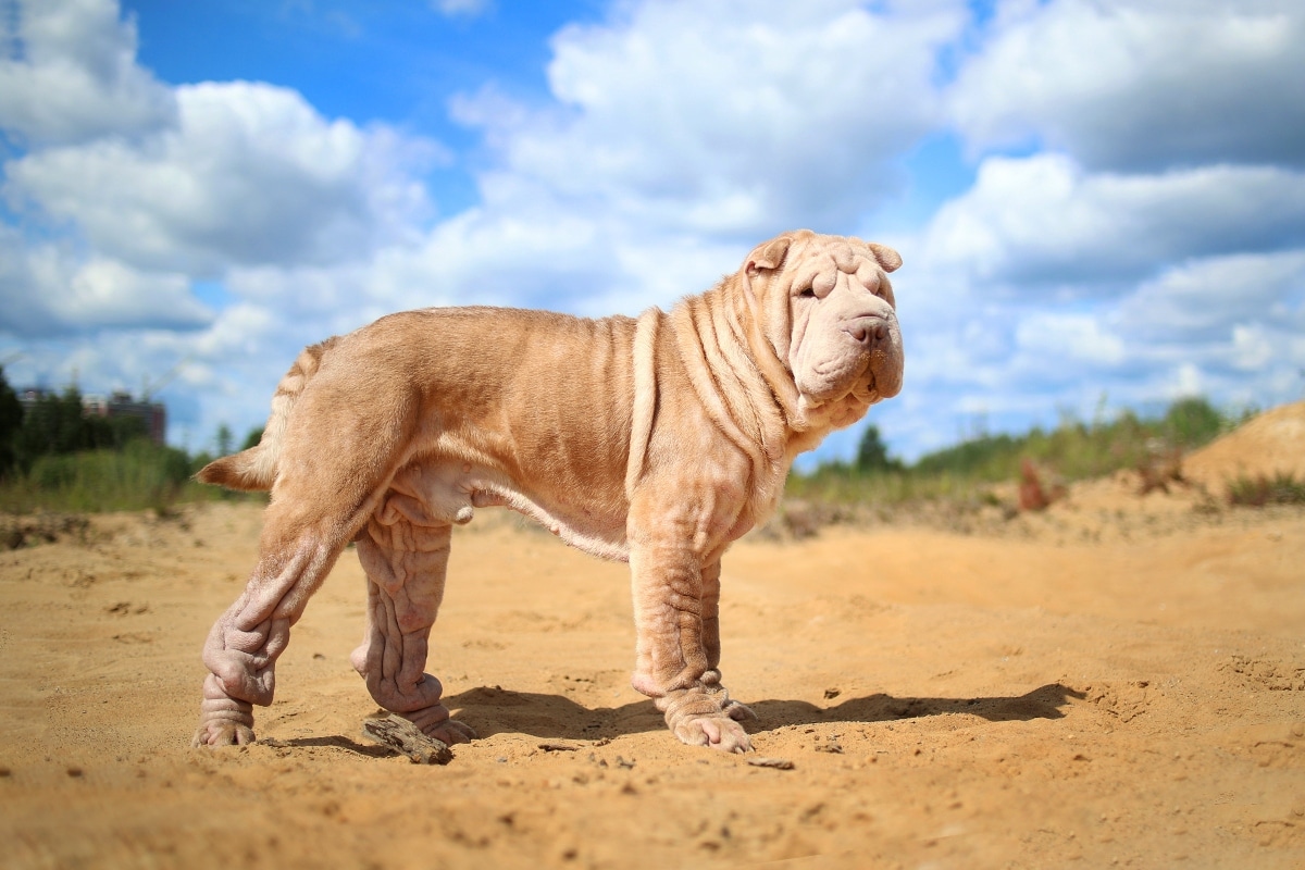 9 Best Dry Dog Foods for Shar Peis 9 Best Dry Dog Foods for Shar Peis
