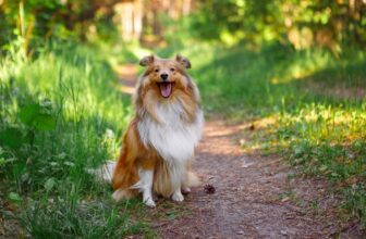 9 Best Dry Dog Foods for Shelties