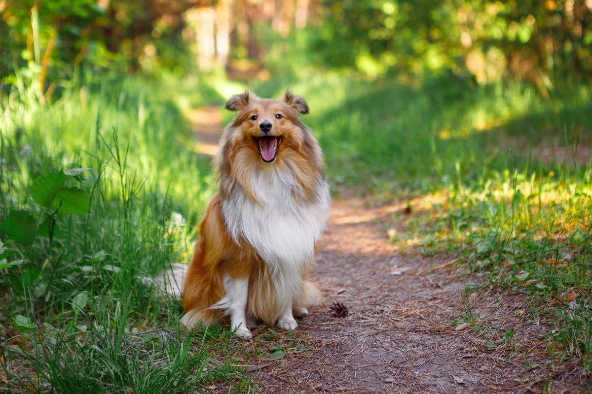 9 Best Dry Dog Foods for Shelties 9 Best Dry Dog Foods for Shelties