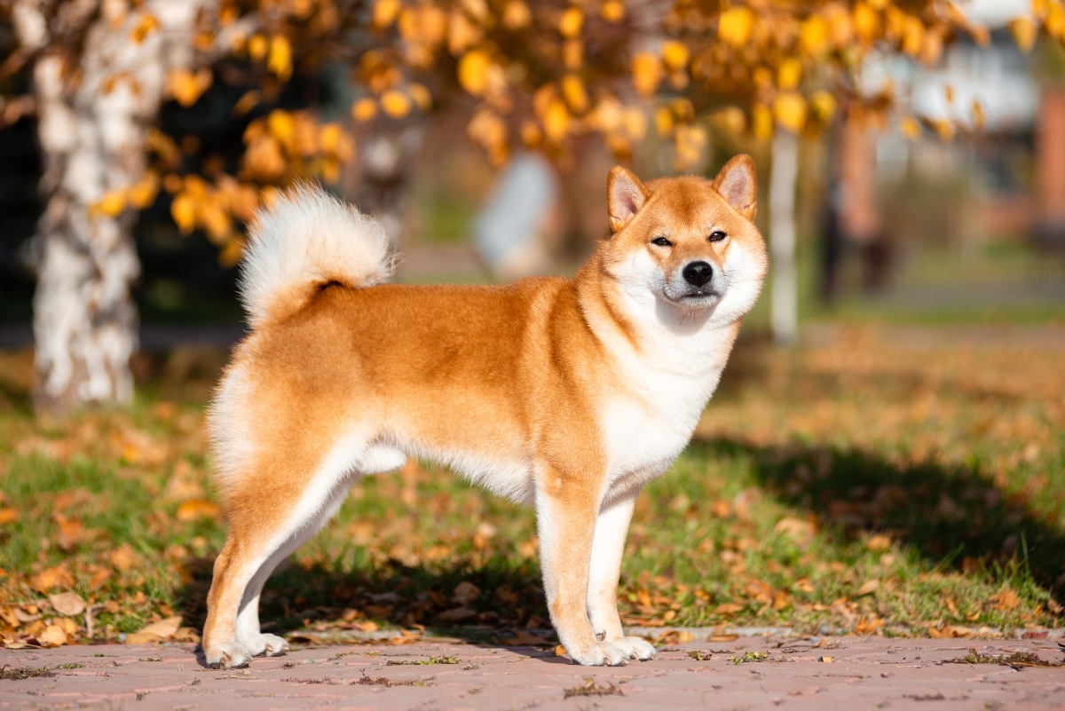 9 Best Dry Dog Foods for Shiba Inus 9 Best Dry Dog Foods for Shiba Inus
