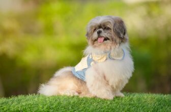 9 Best Dry Dog Foods for Shih Tzus