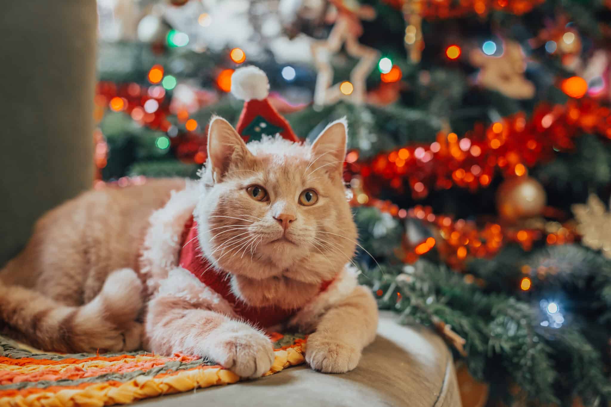 9 Christmas Cat Inflatables Bursting with Feline Festivity