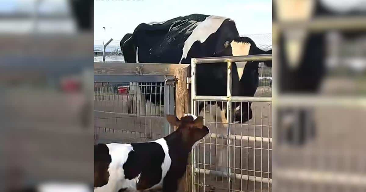 A Grieving Mother’s Heart Opened for an Orphaned Calf A Grieving Mother’s Heart Opened for an Orphaned Calf