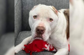 A Pair of Crocheted Ears Helped This Pittie Finally Get Noticed