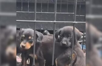 A Sad Discovery Led to a Beautiful Rescue for Ten Tiny Puppies