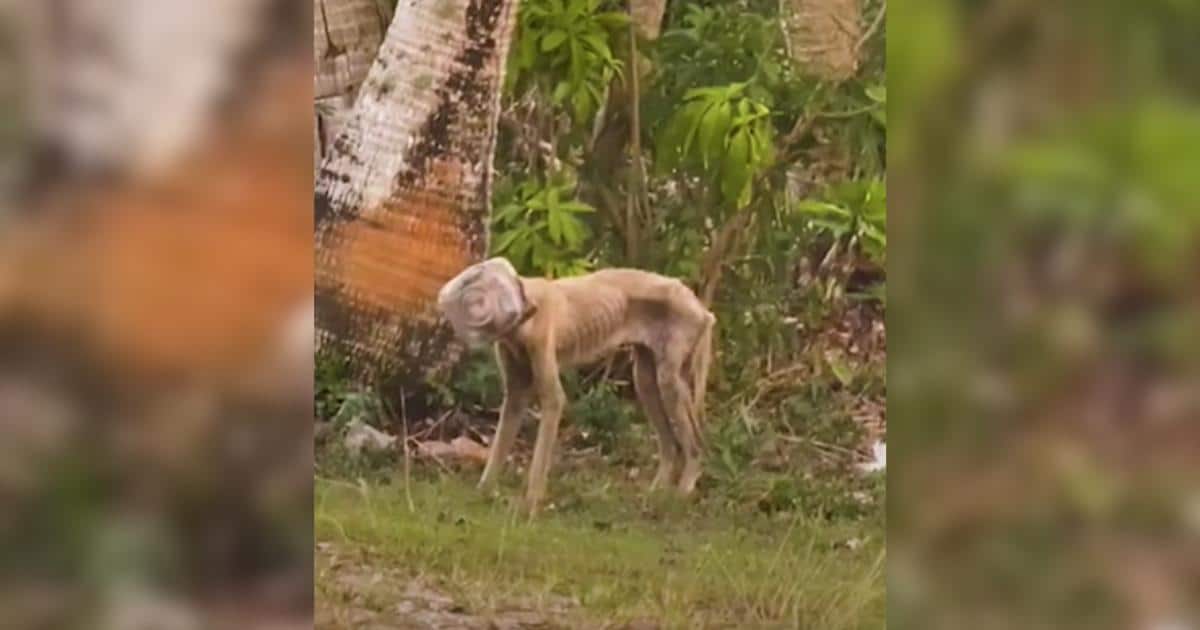 A Simple Rescue Changed Everything for This Once-Terrified Dog