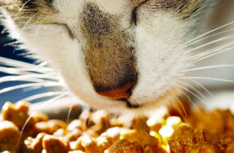 Are glandular supplements safe for cats?