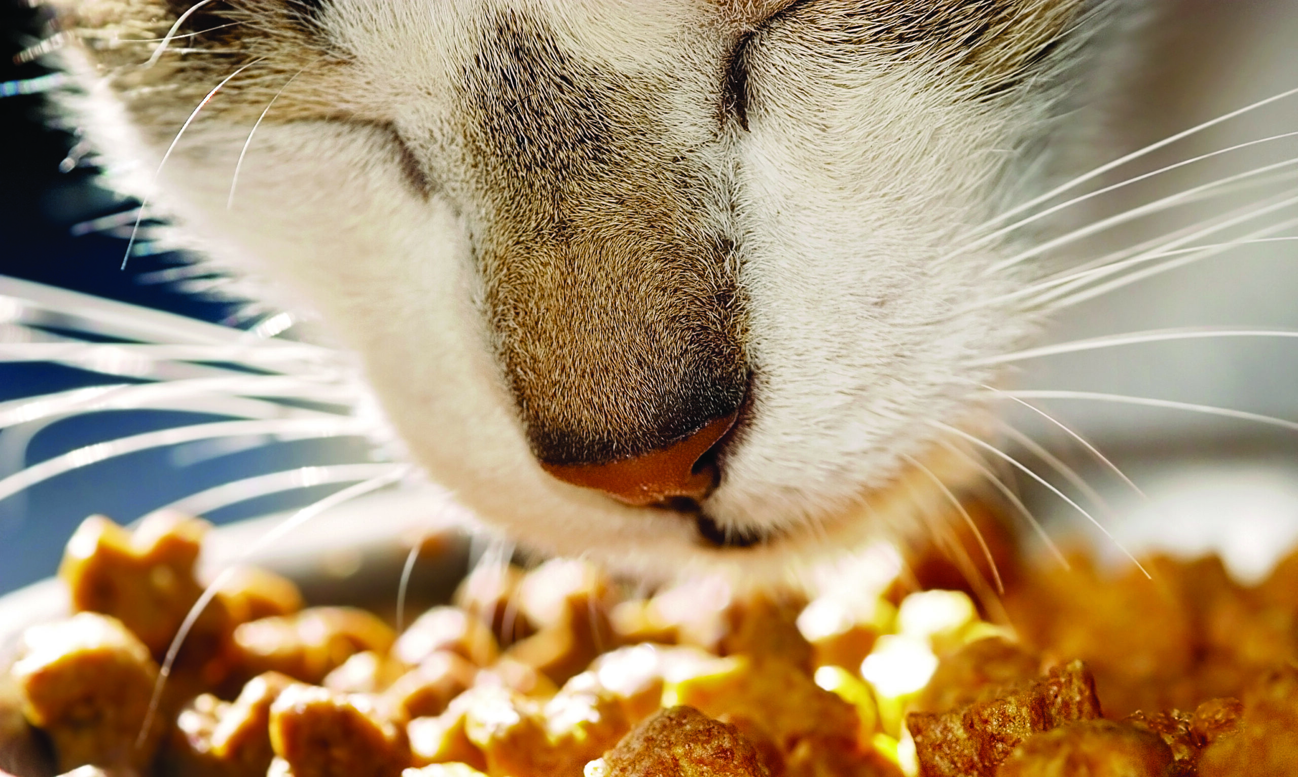 Are glandular supplements safe for cats? Are glandular supplements safe for cats?