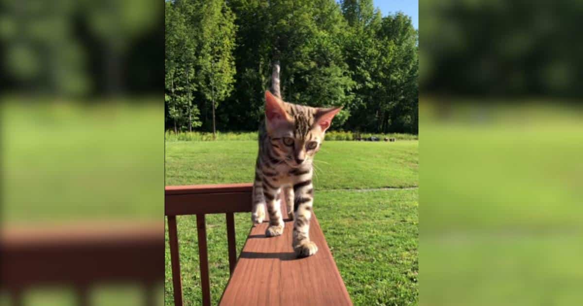 Bengal Cat Turns Her Dad’s Quiet Life Into One Big Adventure