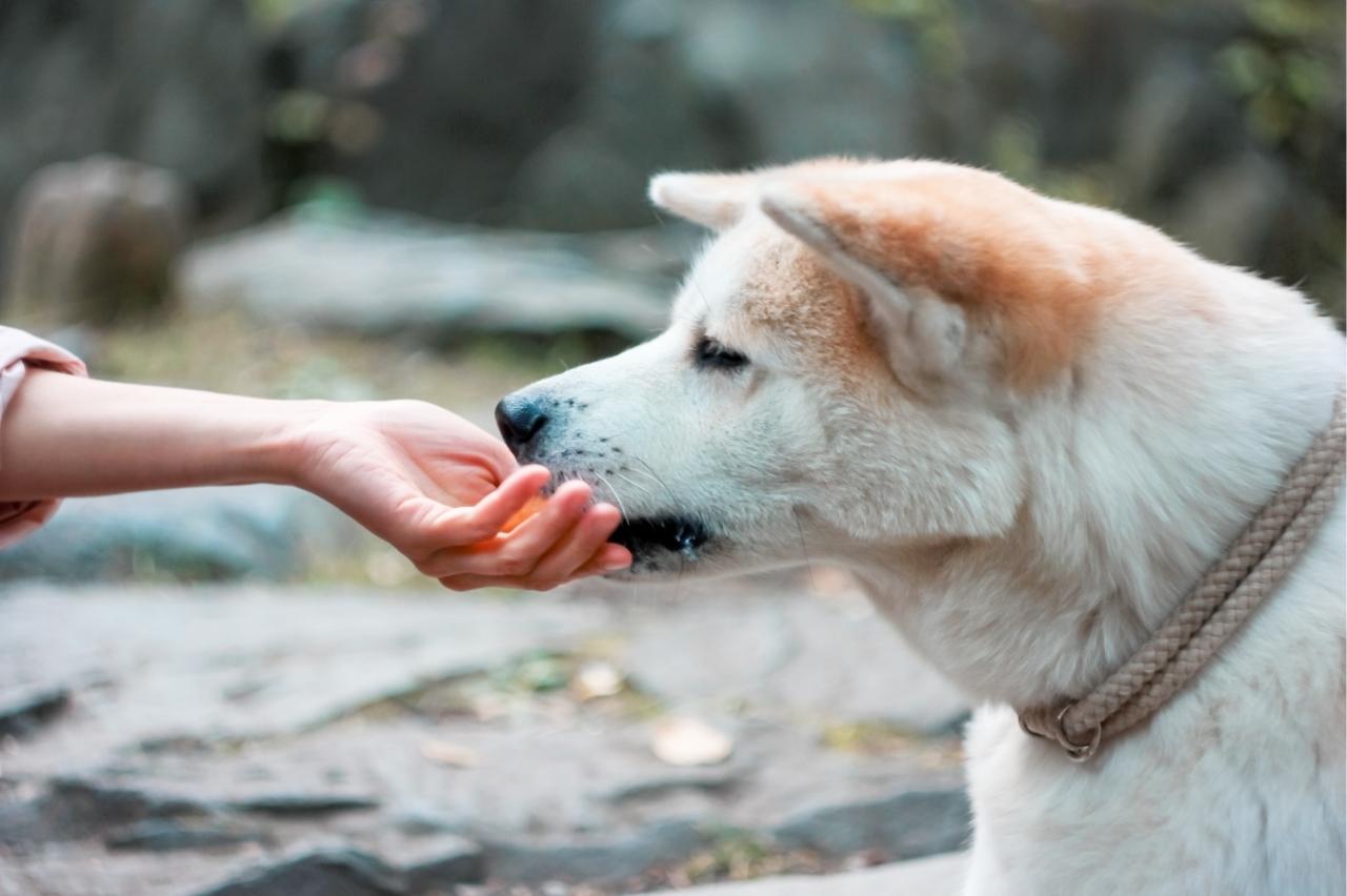 Best Pill Pockets for Akitas