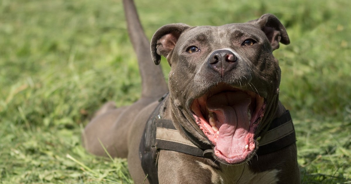 Best Pill Pockets for American Staffordshire Terriers