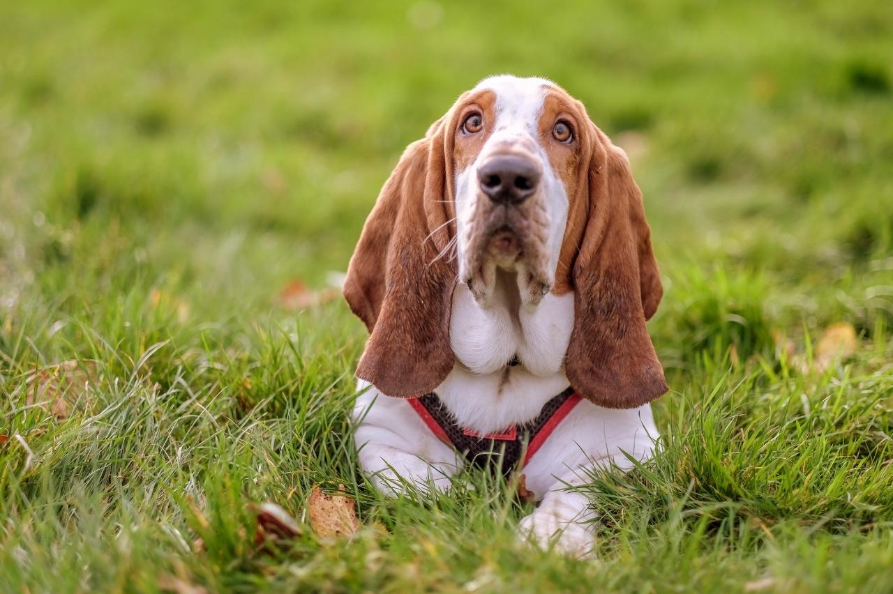Best Pill Pockets for Basset Hounds Best Pill Pockets for Basset Hounds