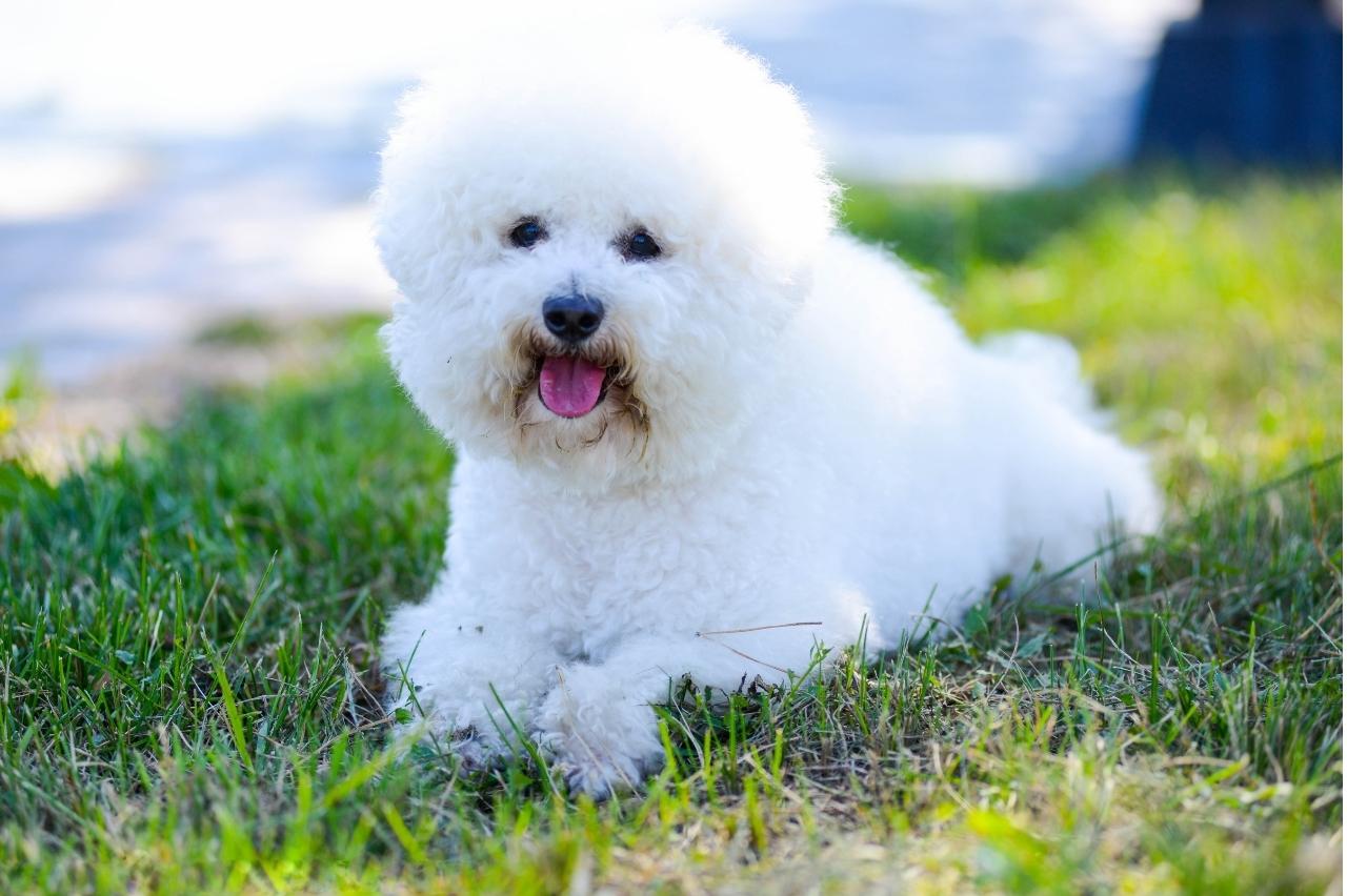 Best Pill Pockets for Bichon Frises