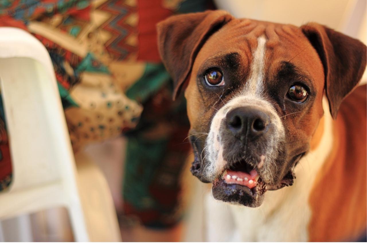 Best Pill Pockets for Boxers