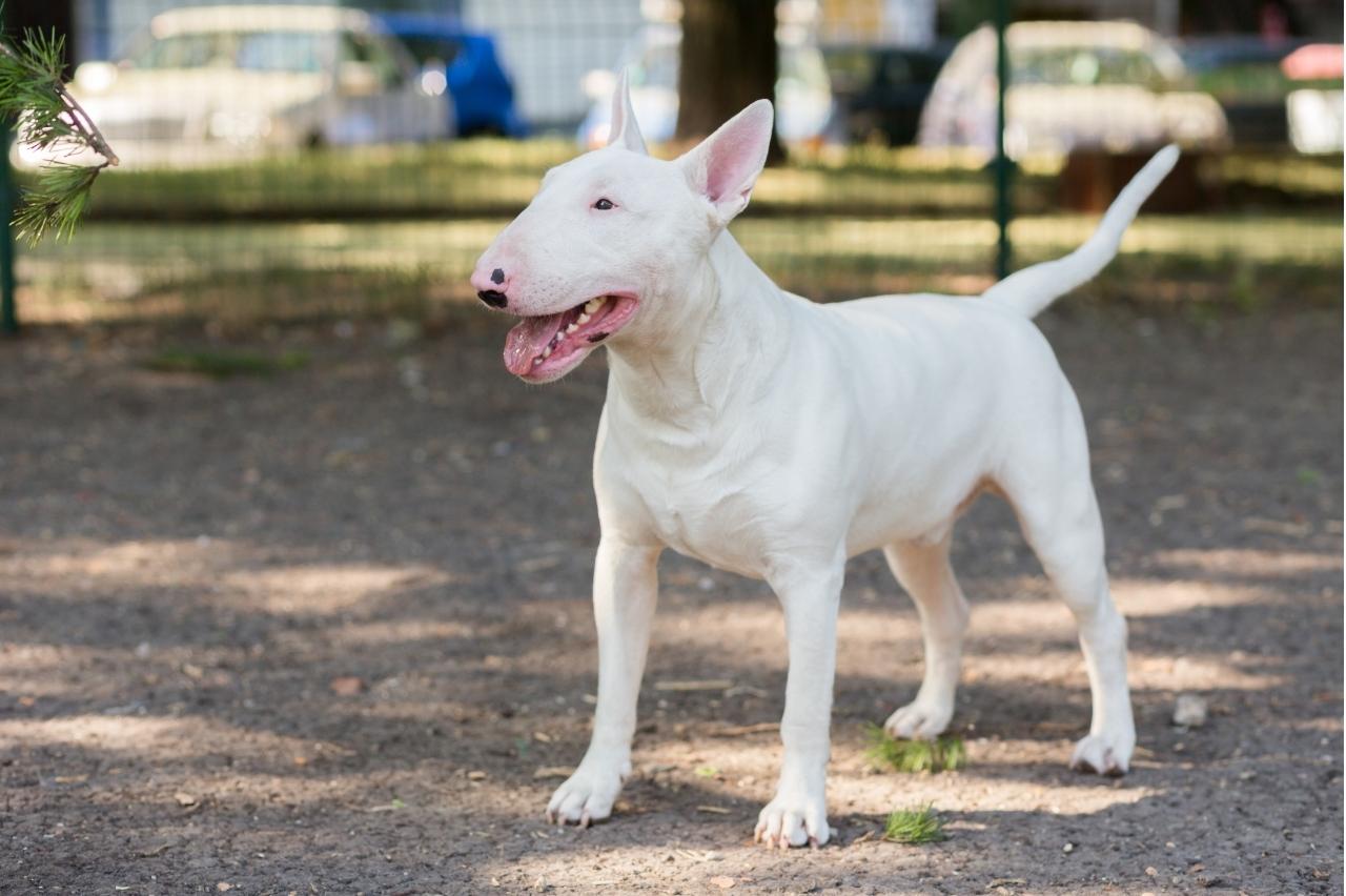 Best Pill Pockets for Bull Terriers