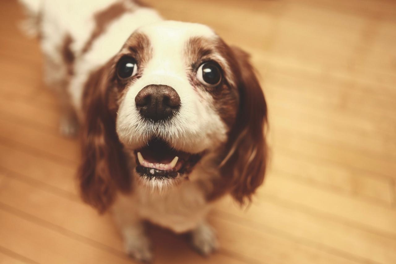 Best Pill Pockets for Cavaliers Best Pill Pockets for Cavaliers