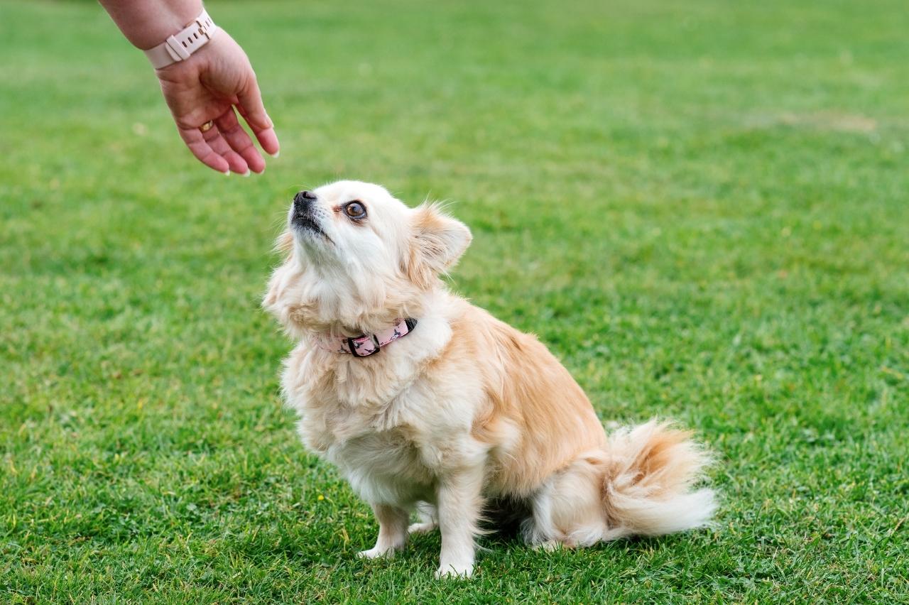 Best Pill Pockets for Chihuahuas Best Pill Pockets for Chihuahuas