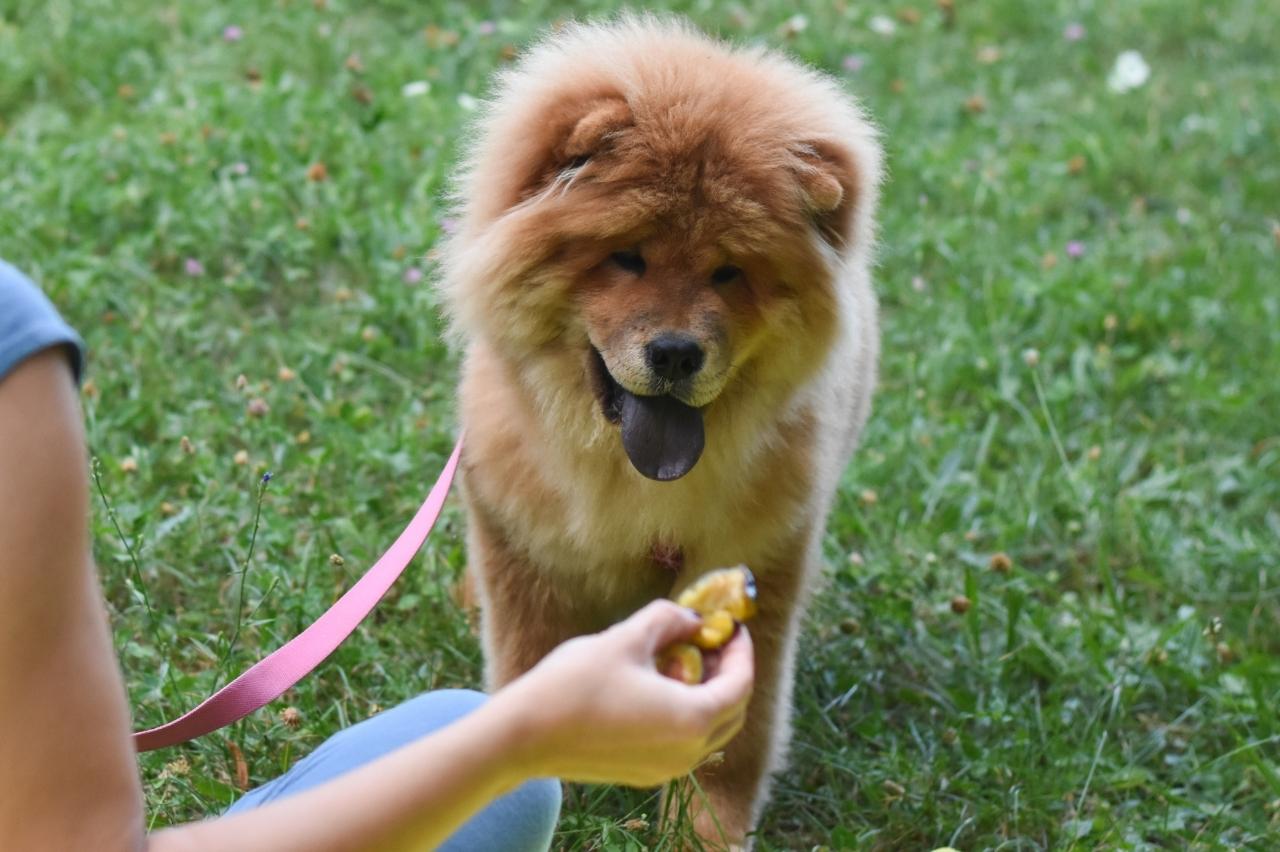 Best Pill Pockets for Chow Chows Best Pill Pockets for Chow Chows