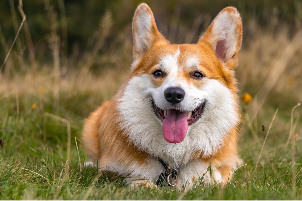 Best Pill Pockets for Corgis Best Pill Pockets for Corgis