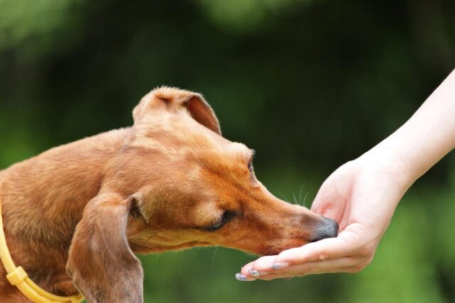 Best Pill Pockets for Dachshunds Best Pill Pockets for Dachshunds