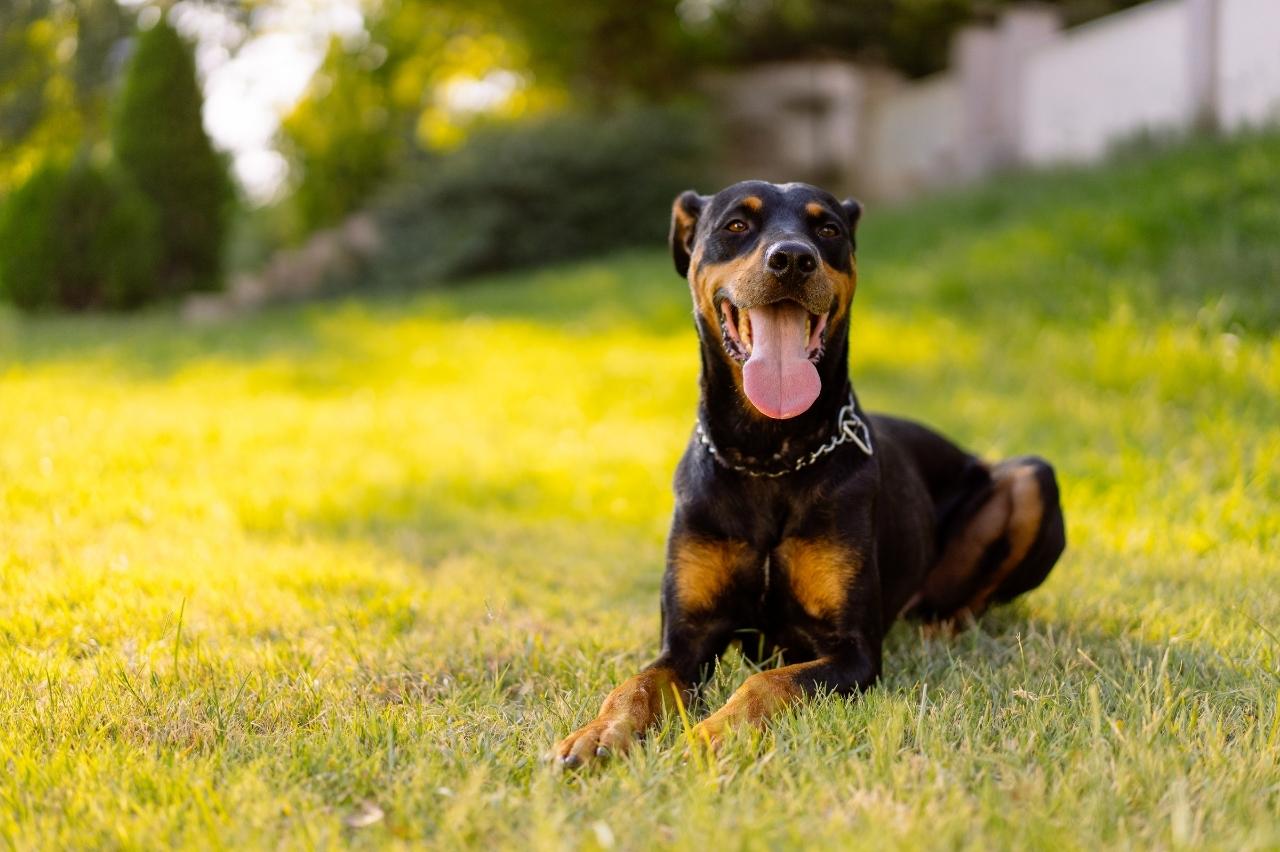 Best Pill Pockets for Dobermans Best Pill Pockets for Dobermans