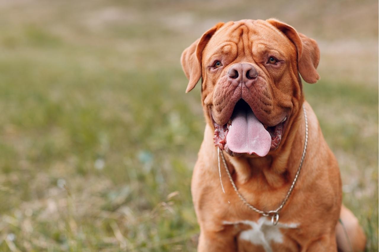 Best Pill Pockets for Dogue De Bordeaux Best Pill Pockets for Dogue De Bordeaux