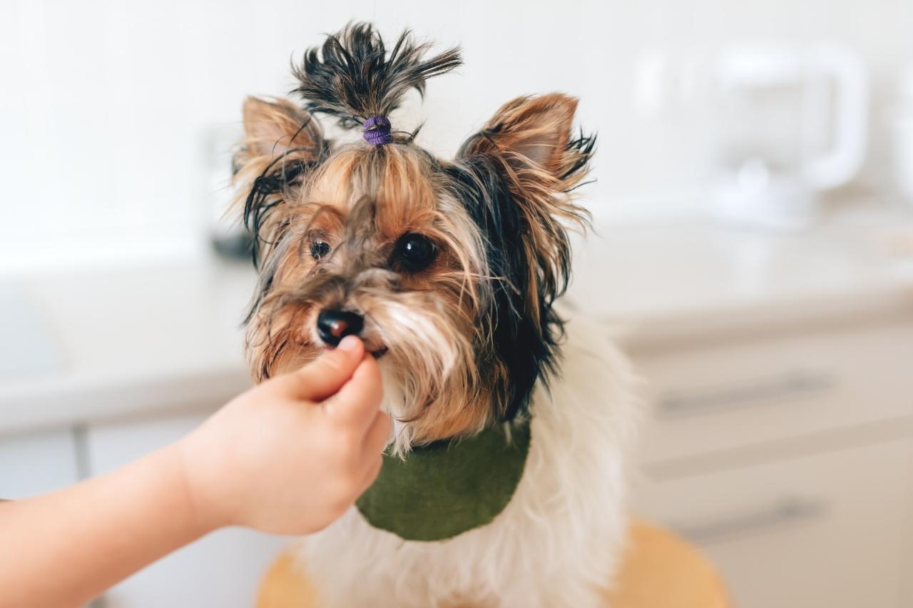 Best Pill Pockets for Yorkies