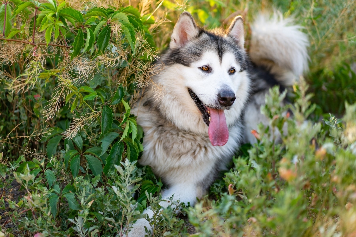 Best Puppy Dog Foods for Alaskan Malamutes Best Puppy Dog Foods for Alaskan Malamutes