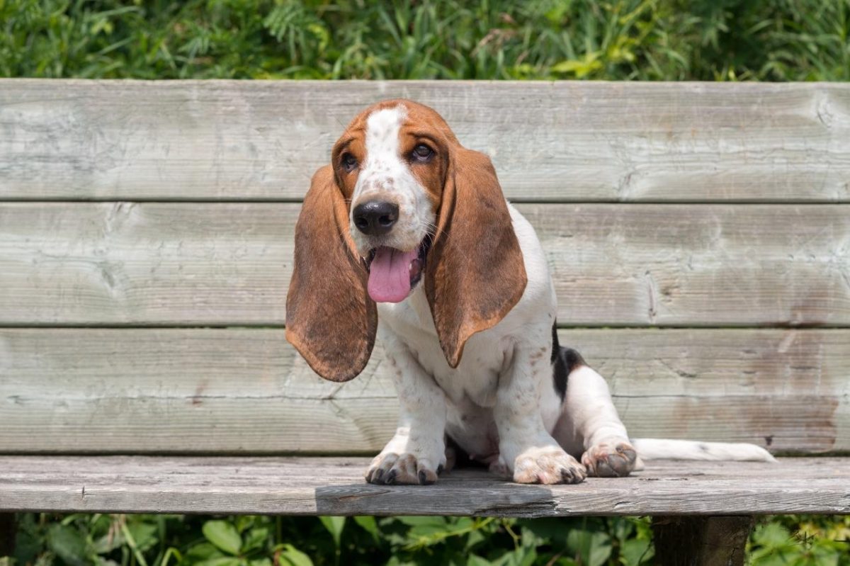 Best Puppy Dog Foods for Basset Hounds Best Puppy Dog Foods for Basset Hounds