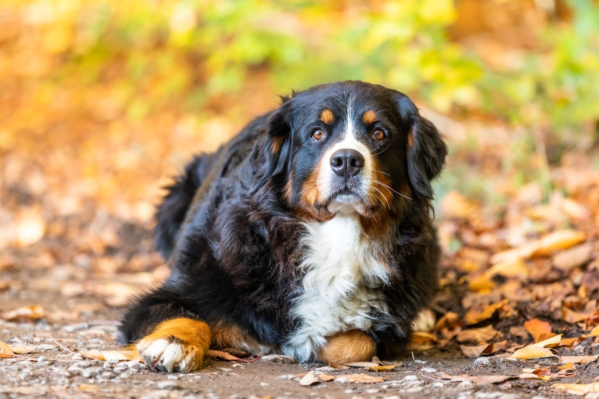 Best Puppy Dog Foods for Bernese Mountain Dogs Best Puppy Dog Foods for Bernese Mountain Dogs