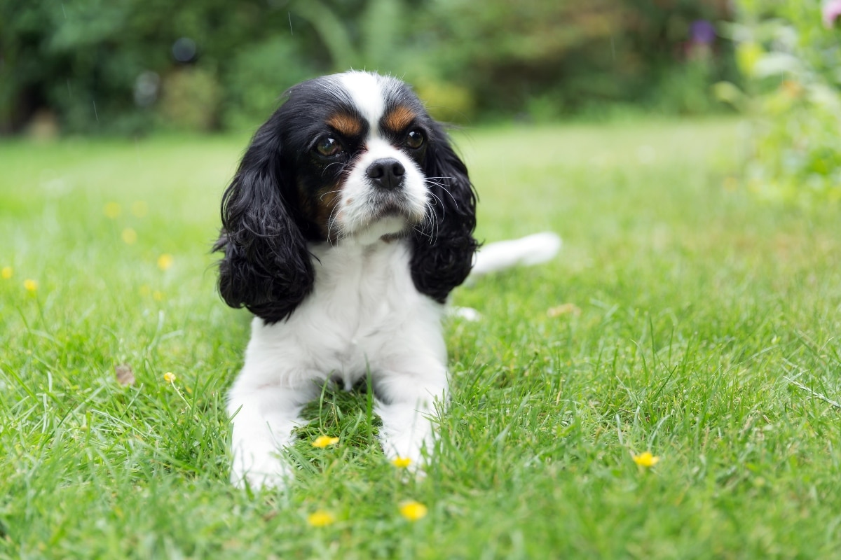 Best Puppy Dog Foods for Cavaliers Best Puppy Dog Foods for Cavaliers
