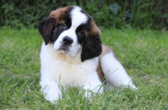 Best Puppy Dog Foods for Saint Bernards