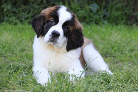 Best Puppy Dog Foods for Saint Bernards