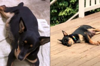 Brave Mama Dog Pebbles Stuns Everyone With 14 Tiny Pups