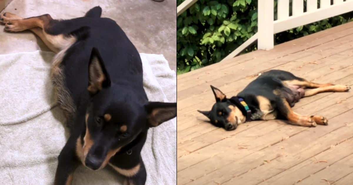 Brave Mama Dog Pebbles Stuns Everyone With 14 Tiny Pups Brave Mama Dog Pebbles Stuns Everyone With 14 Tiny Pups