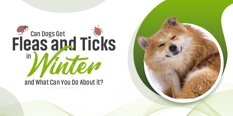 Can Dogs Get Fleas and Ticks in Winter, and What Can You Do About it? Can Dogs Get Fleas and Ticks in Winter, and What Can You Do About it?