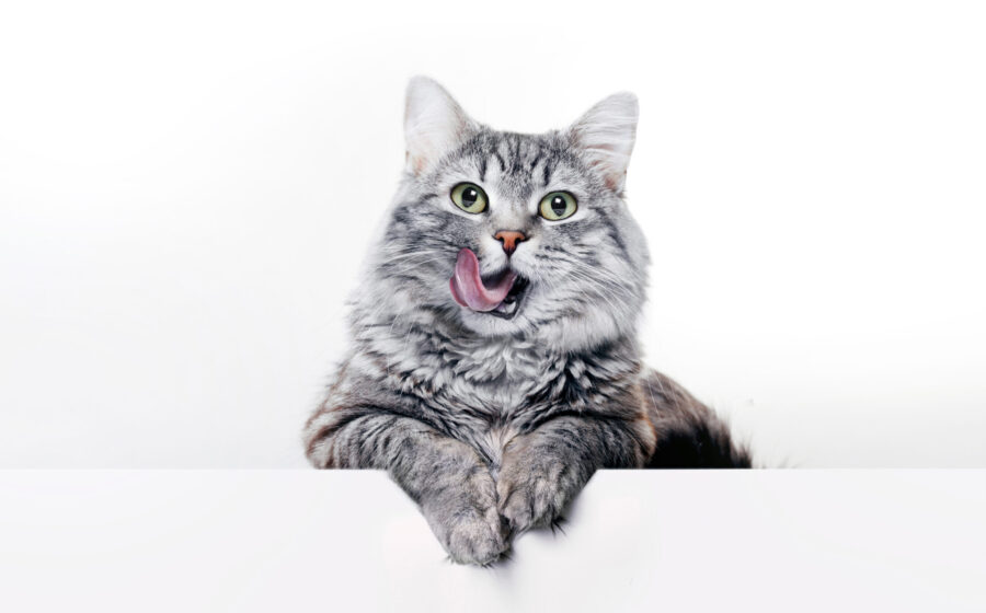Can cats drink milk? | Animal Wellness Magazine
