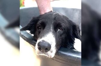 Desperate and Alone, Panda Finds a Miracle in Front of a Store