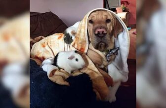 Dog Adopts Guinea Pig Habits and Steals the Show