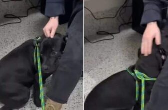 Dog Overlooked at Adoption Event Finds Family After Video Goes Viral