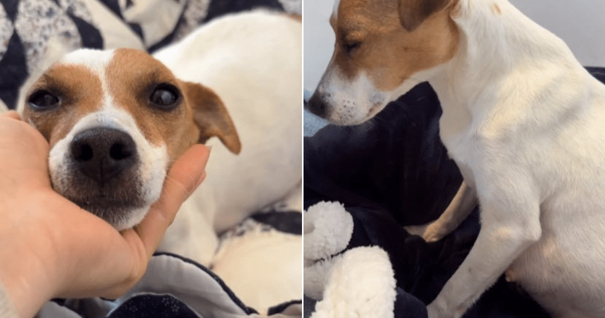 Dog Saved from Euthanasia Stuns Rescuers with a Heartwarming Secret Dog Saved from Euthanasia Stuns Rescuers with a Heartwarming Secret