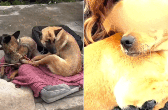 Dog Set on Fire at Homeless Encampment Rescued: “He’s a Fighter”