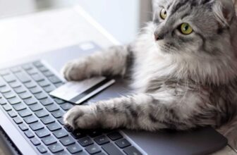 Don’t Miss These Early Black Friday Cat Deals & Steals!