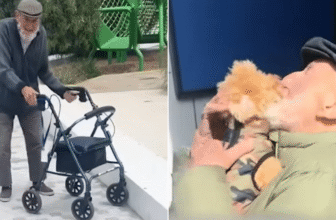 Elderly Man ‘Lights Up’ With Joy When Tiny Dog Visits Him Every Day