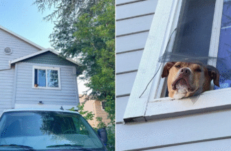 Emma the Dog Goes Viral for Her Wholesome Window Greetings