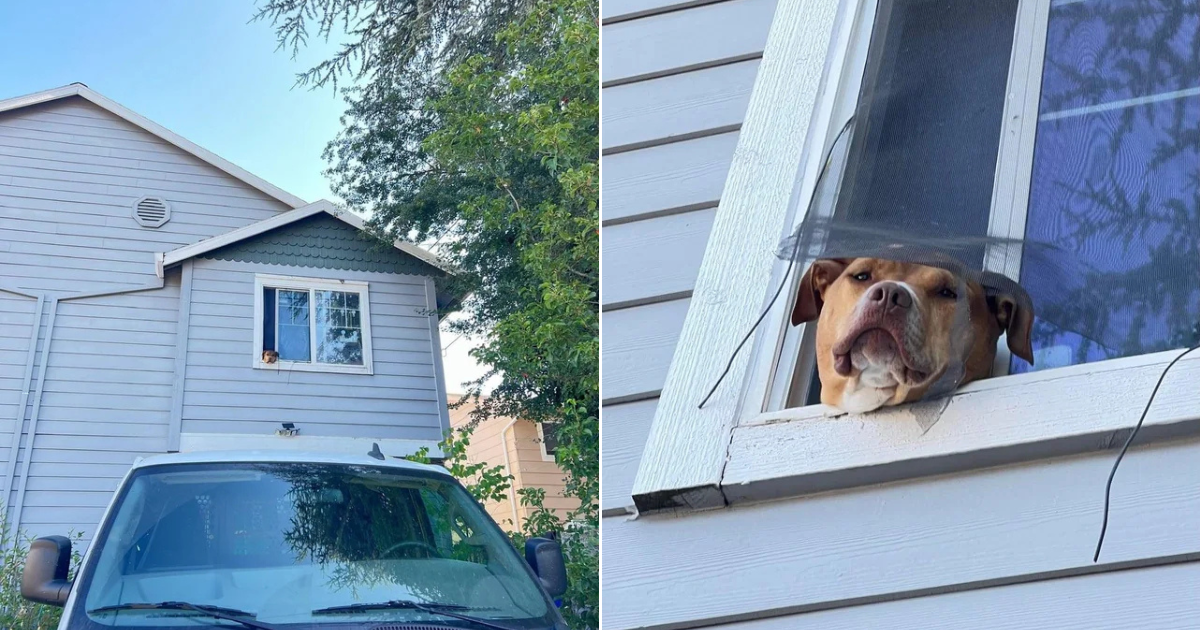 Emma the Dog Goes Viral for Her Wholesome Window Greetings