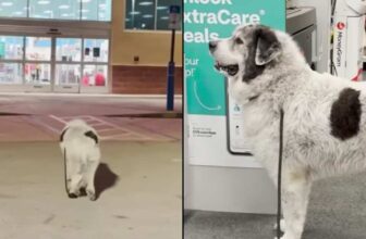 Every Night, This Dog Leads His Owner Straight to CVS