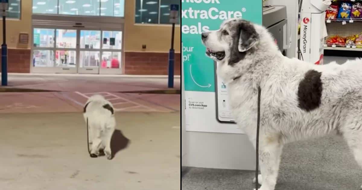 Every Night, This Dog Leads His Owner Straight to CVS Every Night, This Dog Leads His Owner Straight to CVS